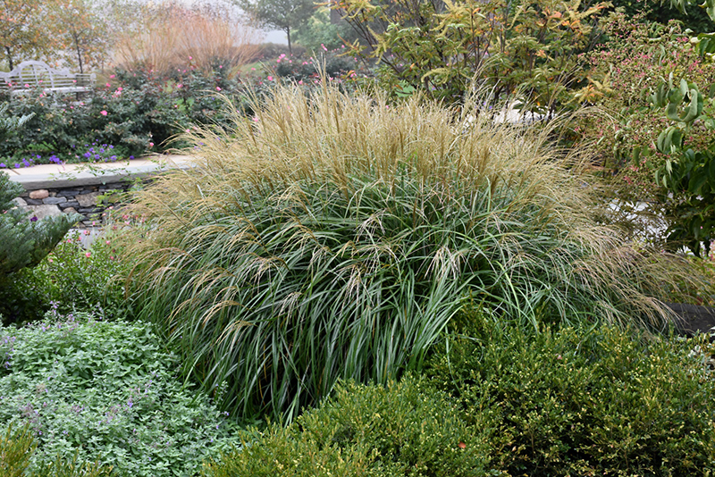 Adagio Maiden Grass (Miscanthus sinensis 'Adagio') at The Growing Place