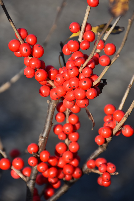 Berry Poppins Winterberry (Ilex verticillata 'FARROWBPOP') at The Growing Place
