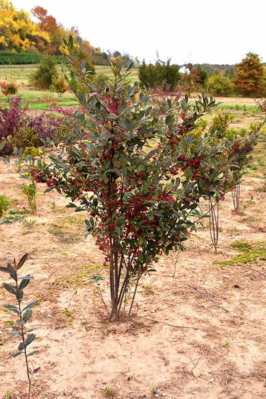 Brilliantissima Red Chokeberry (Aronia arbutifolia 'Brilliantissima') at The Growing Place