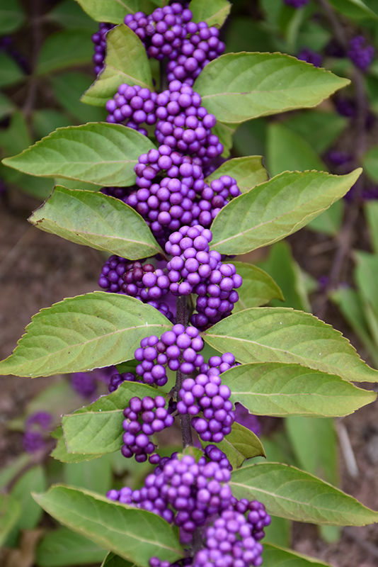 Purple Beautyberry (Callicarpa dichotoma) at The Growing Place
