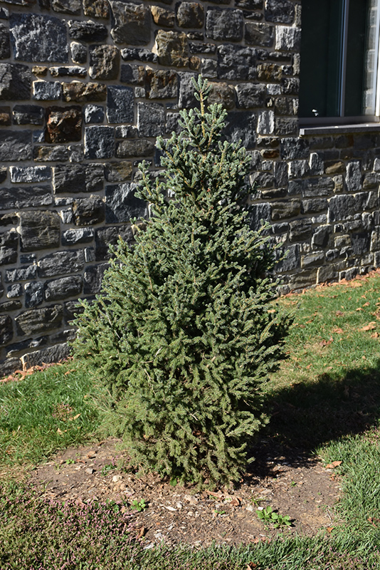 Yukon Blue Spruce (Picea glauca 'Yukon Blue') at The Growing Place