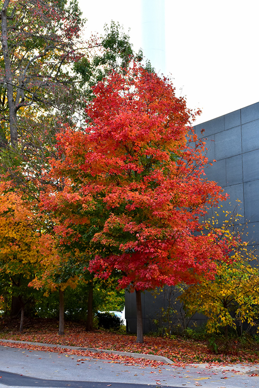 Fall Fiesta Sugar Maple (Acer saccharum 'Bailsta') at The Growing Place