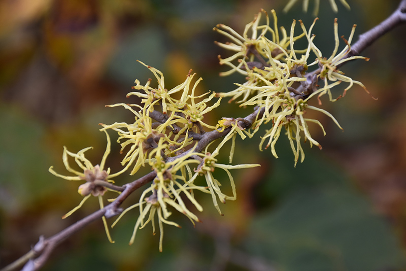 Common Witchhazel (Hamamelis virginiana) at The Growing Place