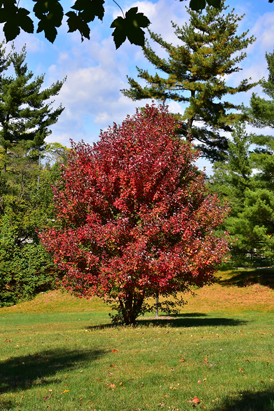 Redpointe Red Maple (Acer rubrum 'Frank Jr.') at The Growing Place