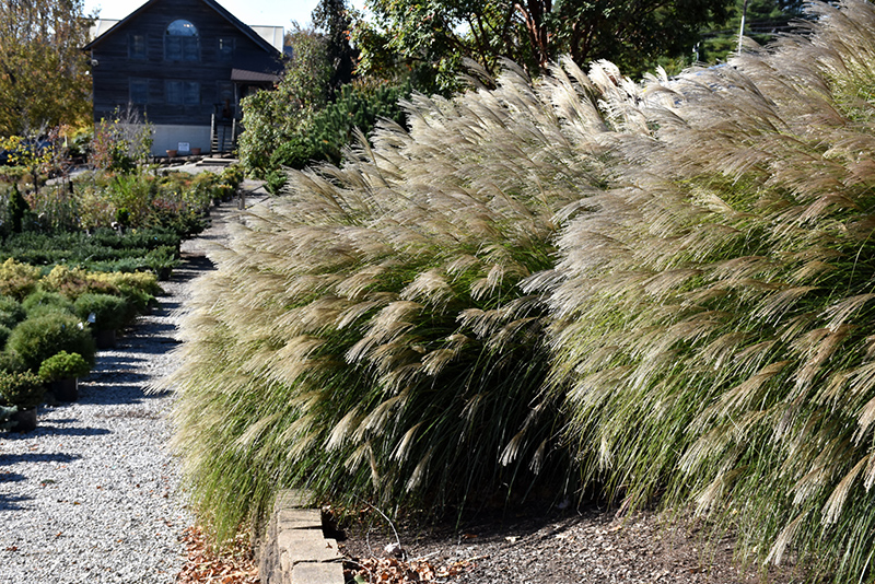 Gracillimus Maiden Grass (Miscanthus sinensis 'Gracillimus') at The Growing Place