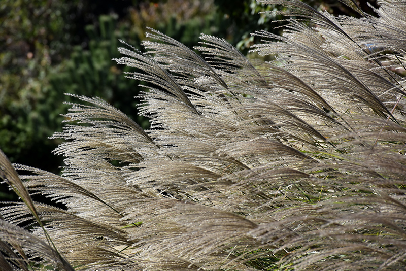 Gracillimus Maiden Grass (Miscanthus sinensis 'Gracillimus') at The Growing Place