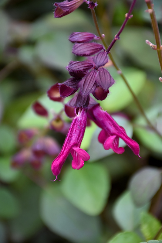 Love And Wishes Salvia (Salvia 'Ser-Wish') at The Growing Place