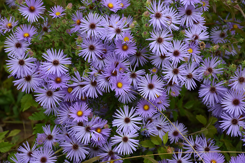 October Skies Aster (Symphyotrichum oblongifolium 'October Skies') at The Growing Place