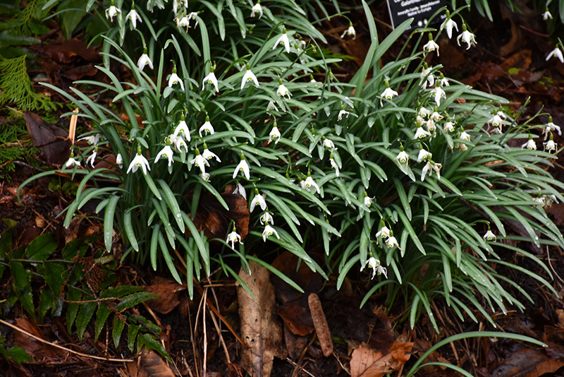 Common Snowdrop (Galanthus nivalis) at The Growing Place