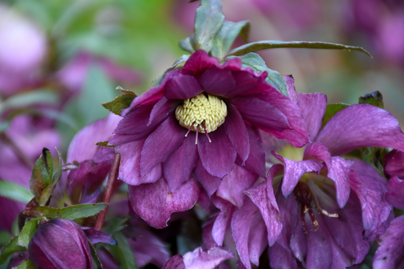 Berry Swirl Hellebore (Helleborus 'Berry Swirl') at The Growing Place