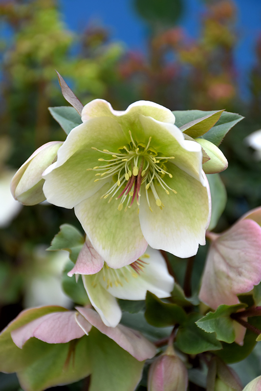 Molly's White Hellebore (Helleborus 'Molly's White') at The Growing Place