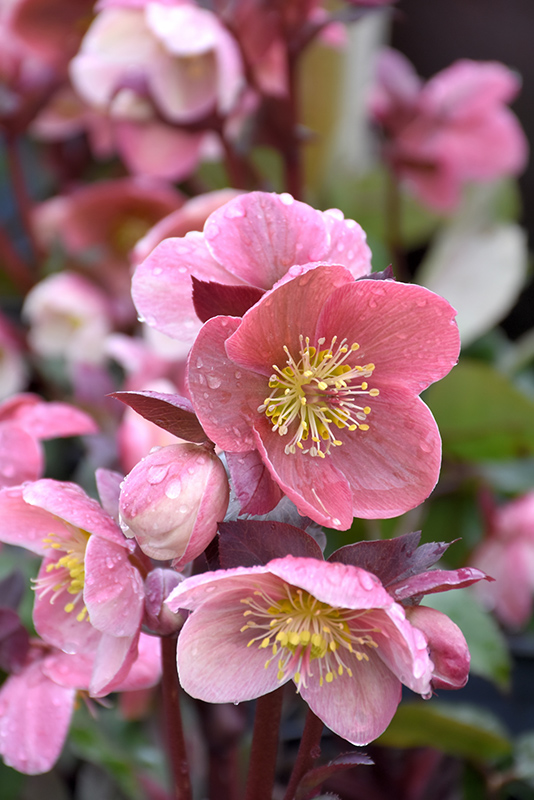Pink Frost Hellebore (Helleborus 'COSEH 710') at The Growing Place