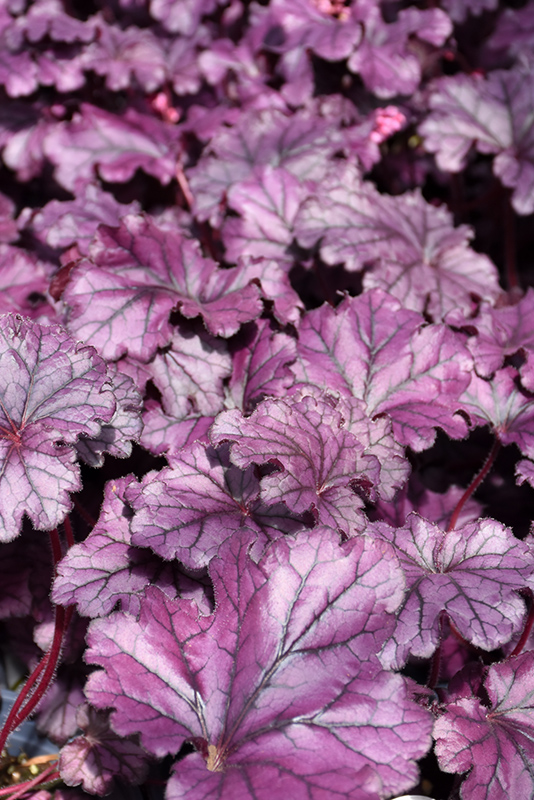 Forever Purple Coral Bells (Heuchera 'Forever Purple') at The Growing Place
