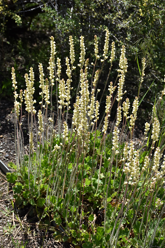 Richardson's Prairie Alumroot (Heuchera richardsonii) at The Growing Place