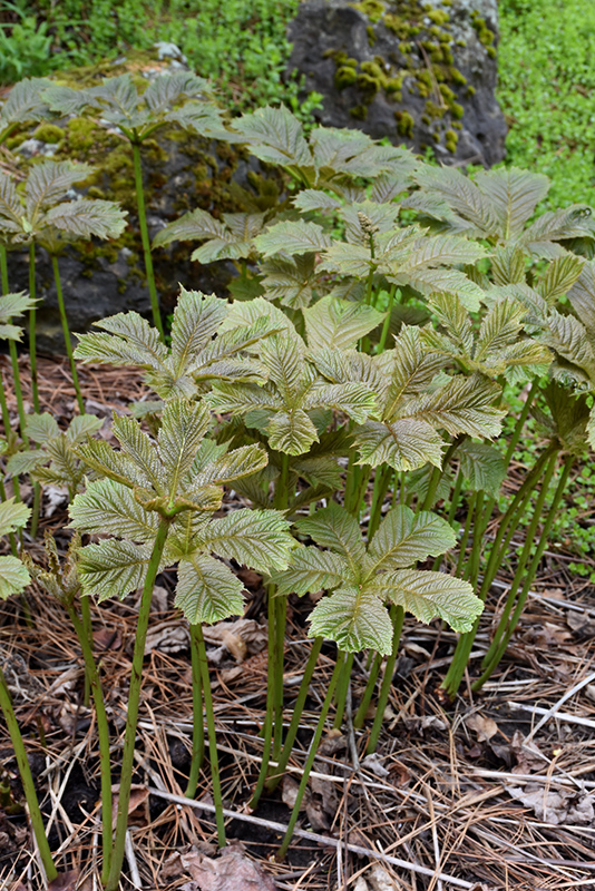 Chestnut Rodgersia (Rodgersia aesculifolia) at The Growing Place