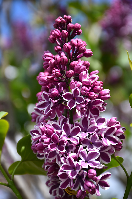 Sensation Lilac (Syringa vulgaris 'Sensation') at The Growing Place