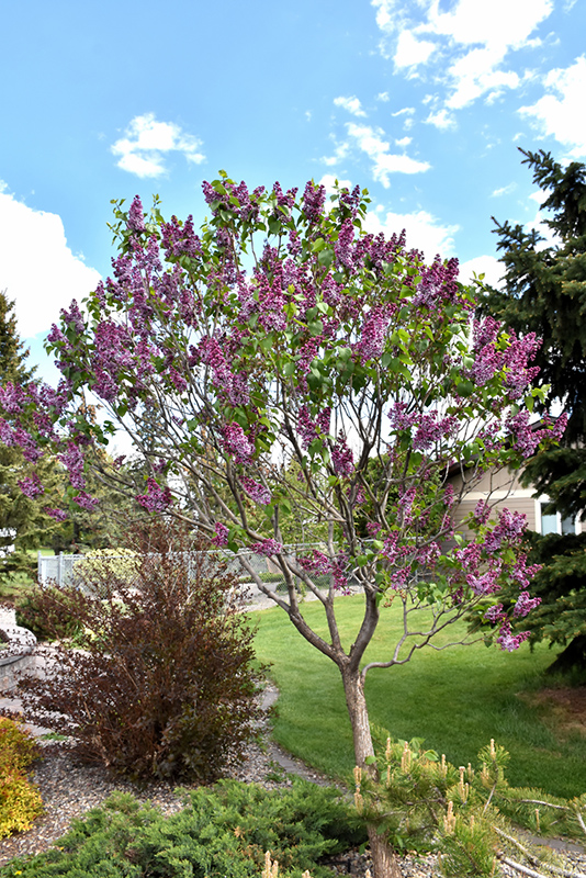 Sensation Lilac (Syringa vulgaris 'Sensation') at The Growing Place