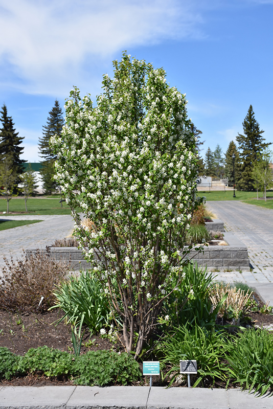 Standing Ovation Saskatoon Berry (Amelanchier alnifolia 'Obelisk') at The Growing Place