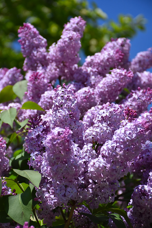 Common Lilac (Syringa vulgaris) at The Growing Place