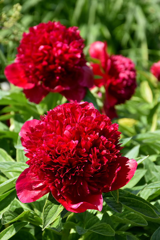 Red Charm Peony (Paeonia 'Red Charm') at The Growing Place