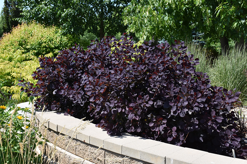 Royal Purple Smokebush (Cotinus coggygria 'Royal Purple') at The Growing Place