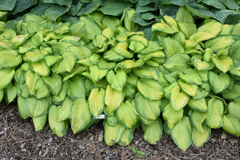Stained Glass Hosta (Hosta 'Stained Glass') at The Growing Place
