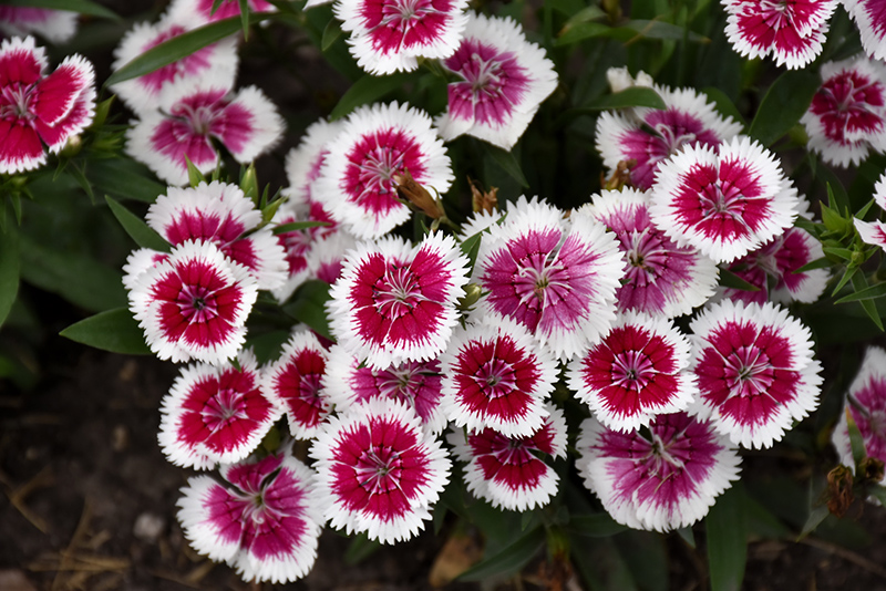 Floral Lace Picotee Pinks (Dianthus 'Floral Lace Picotee') at The Growing Place