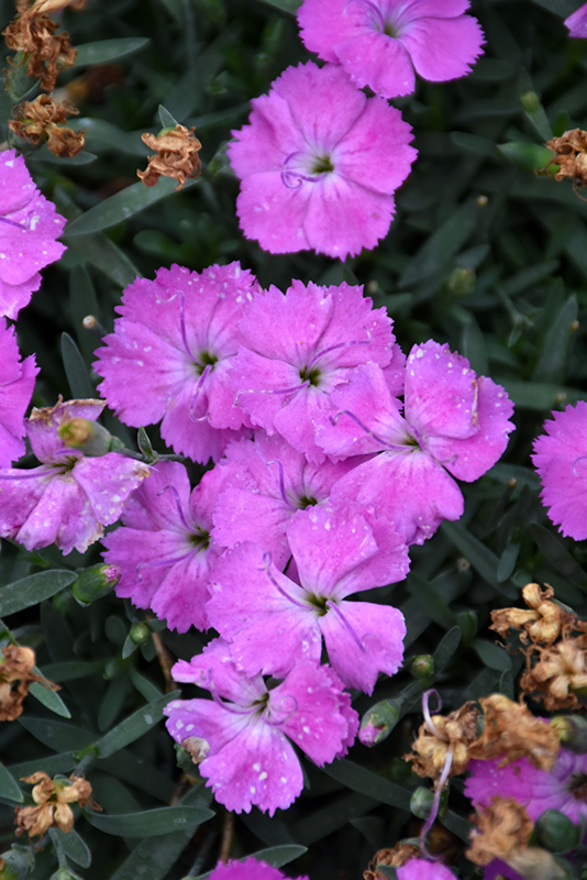 Paint The Town Fuchsia Pinks (Dianthus 'Paint The Town Fuchsia') at The Growing Place