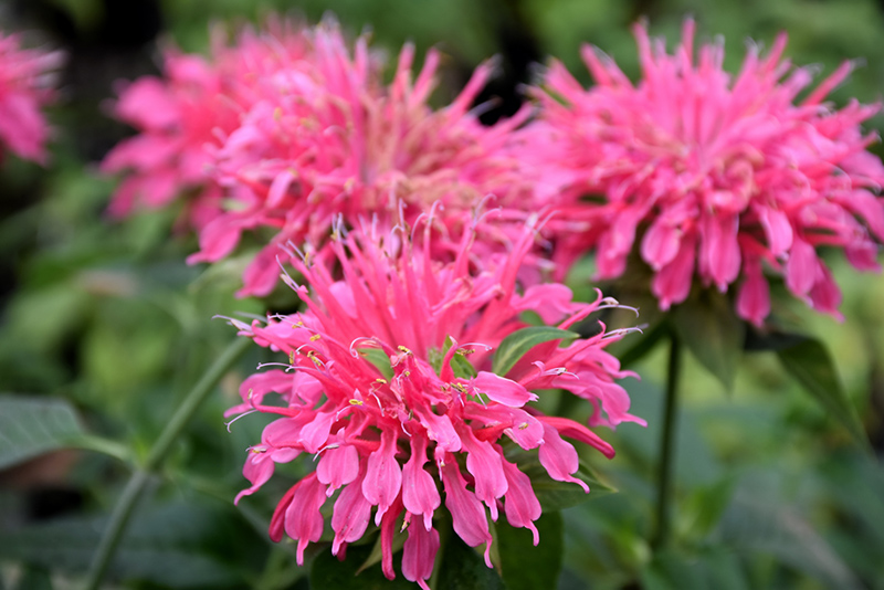 Coral Reef Beebalm (Monarda didyma 'Coral Reef') at The Growing Place