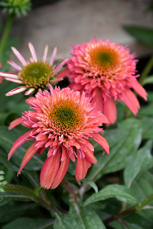 Double Scoop Cranberry Coneflower (Echinacea 'Balscanery') at The Growing Place