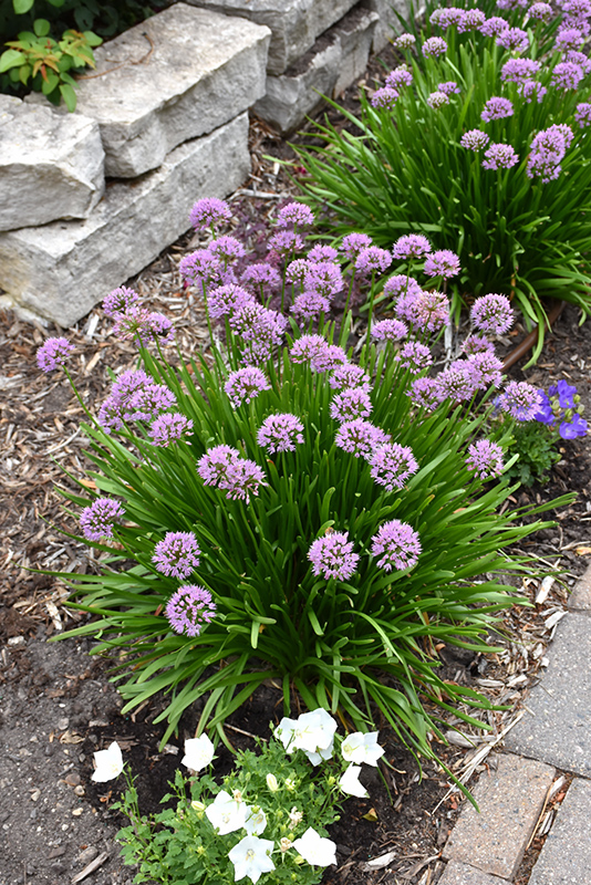 Summer Beauty Ornamental Chives (Allium tanguticum 'Summer Beauty') at The Growing Place