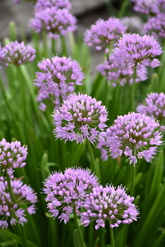 Summer Beauty Ornamental Chives (Allium tanguticum 'Summer Beauty') at The Growing Place