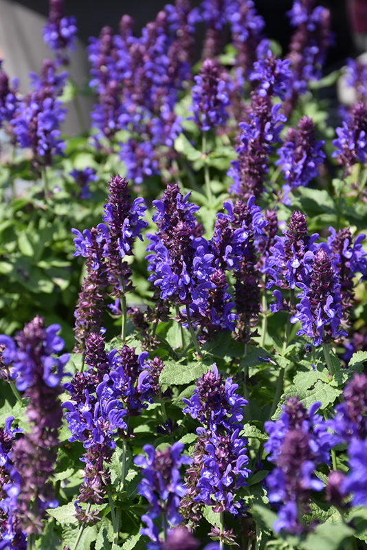 Blue Marvel Meadow Sage (Salvia nemorosa 'Blue Marvel') at The Growing Place