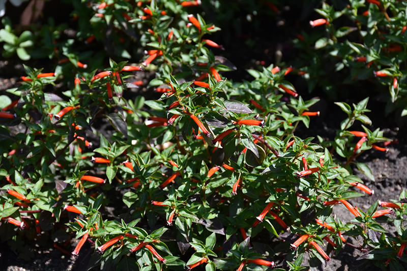 Dynamite Firecracker Plant (Cuphea ignea 'Dynamite') at The Growing Place