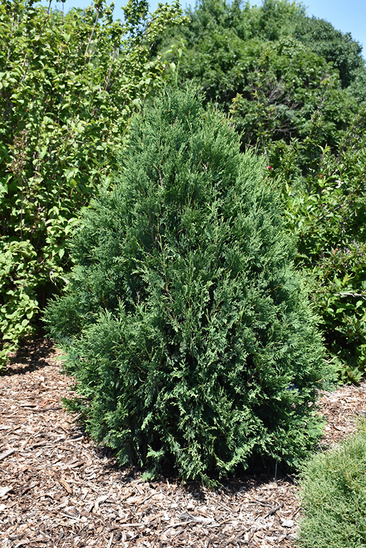 Technito White Cedar (Thuja occidentalis 'Bailjohn') at The Growing Place