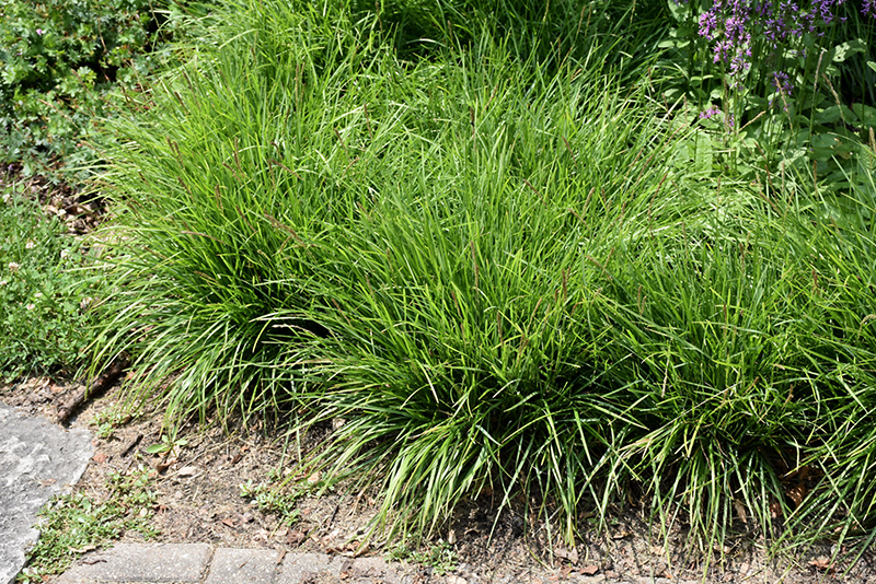 Greenlee Hybrid Moor Grass (Sesleria 'Greenlee') at The Growing Place