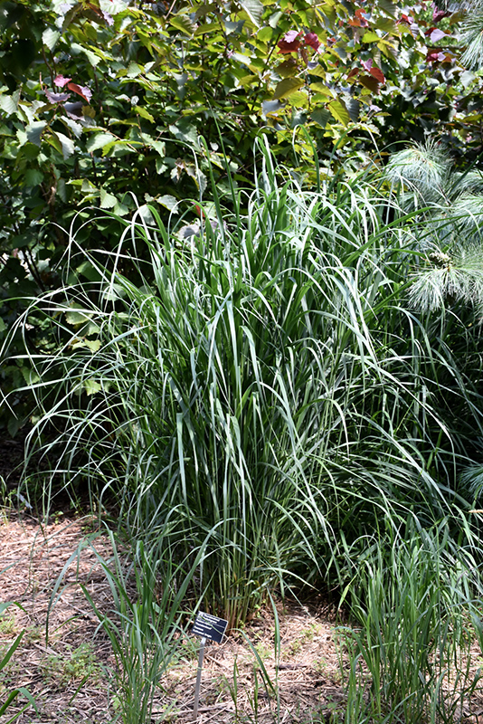 Thundercloud Switch Grass (Panicum virgatum 'Thundercloud') at The Growing Place