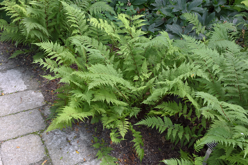 Lady in Red Fern (Athyrium filix-femina 'Lady in Red') at The Growing Place