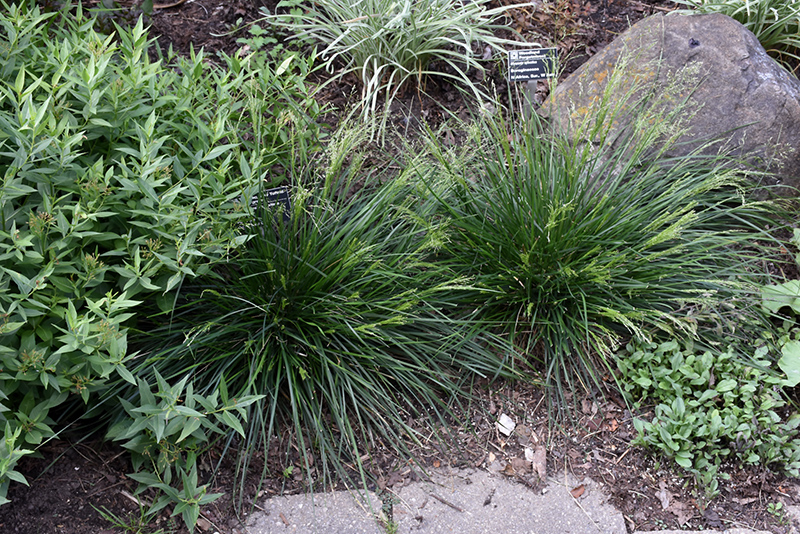 Golden Dew Tufted Hair Grass (Deschampsia cespitosa 'Goldtau') at The Growing Place