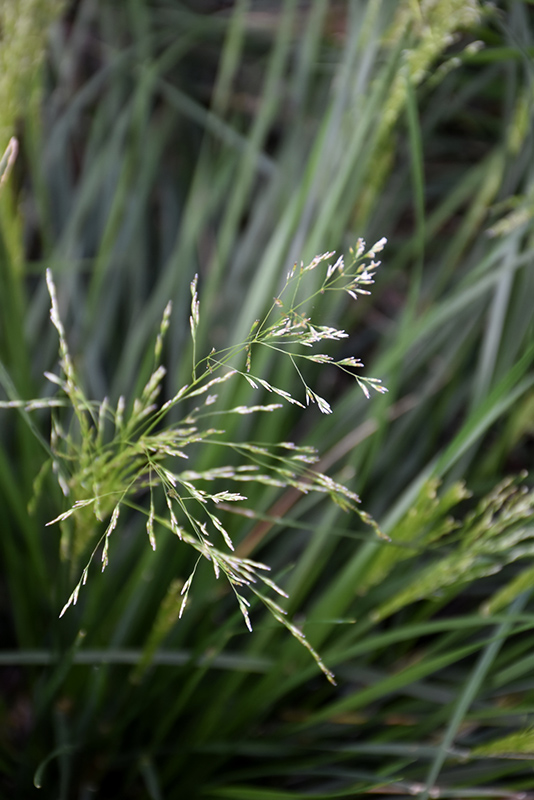 Golden Dew Tufted Hair Grass (Deschampsia cespitosa 'Goldtau') at The Growing Place