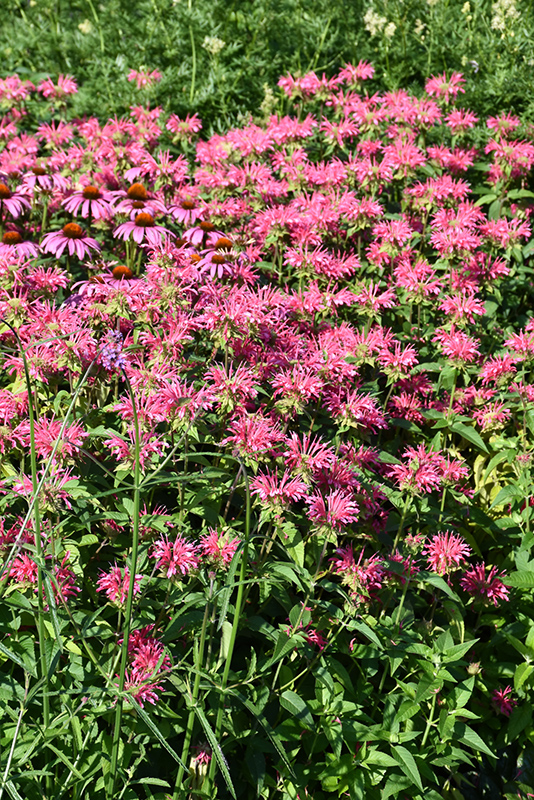 Coral Reef Beebalm (Monarda didyma 'Coral Reef') at The Growing Place