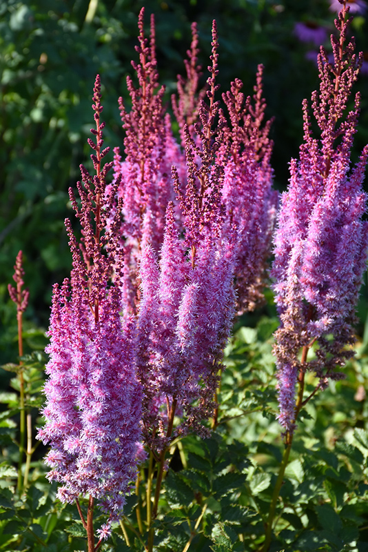 Superba Chinese Astilbe (Astilbe chinensis 'Superba') at The Growing Place
