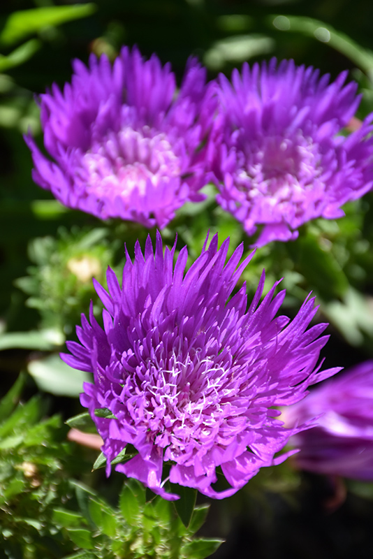 Honeysong Purple Aster (Stokesia laevis 'Honeysong Purple') at The Growing Place