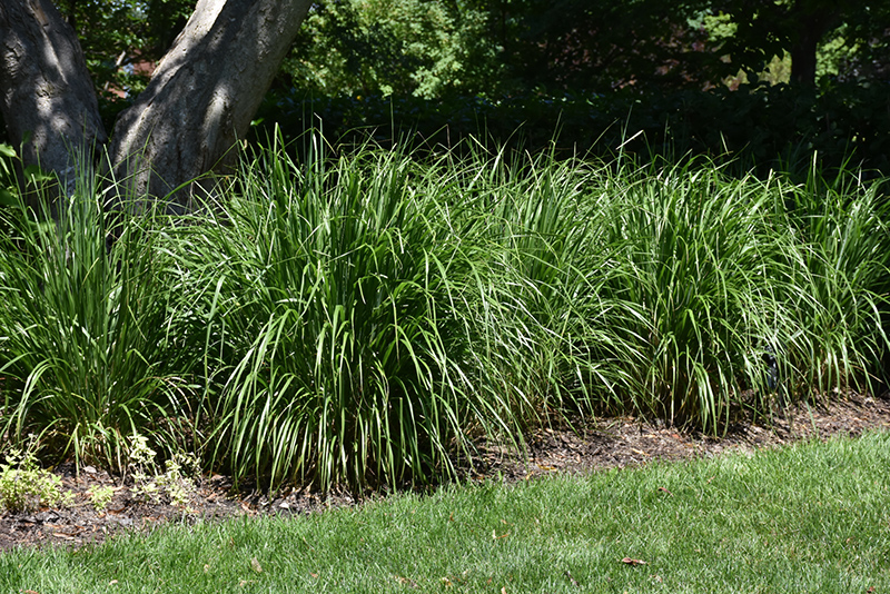 Korean Reed Grass (Calamagrostis brachytricha) at The Growing Place