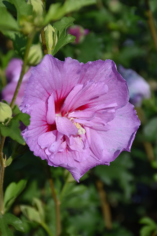 Lavender Chiffon Rose Of Sharon (Hibiscus syriacus 'Notwoodone') at The Growing Place