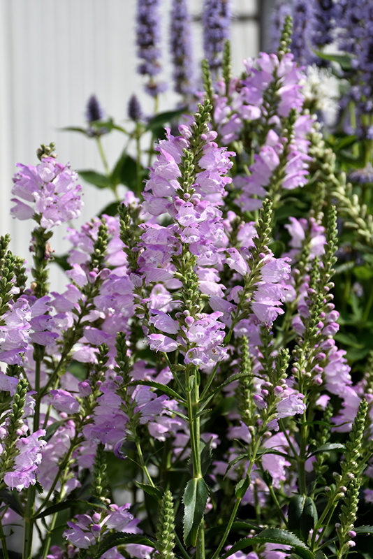 Pink Manners Obedient Plant (Physostegia virginiana 'Pink Manners') at The Growing Place