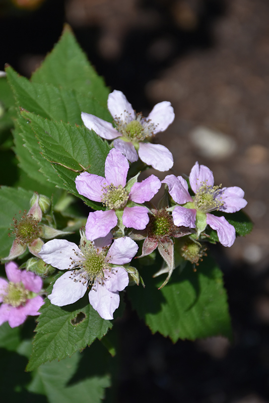 Chester Thornless Blackberry (Rubus 'Chester') at The Growing Place