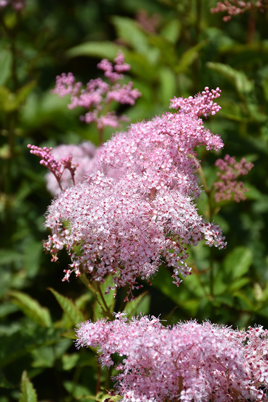 Queen Of The Prairie (Filipendula rubra) at The Growing Place