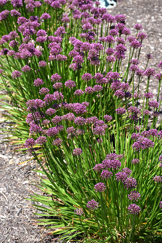 Windy City Ornamental Onion (Allium 'Windy City') at The Growing Place
