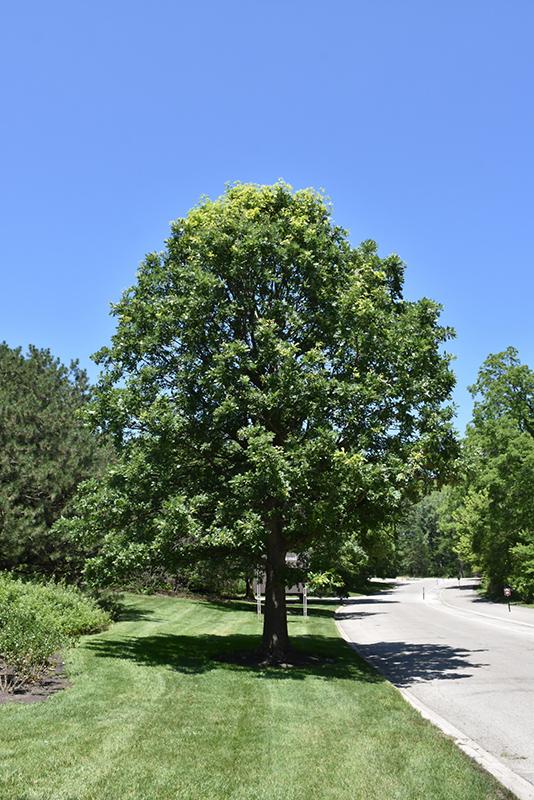 Bur Oak (Quercus macrocarpa) at The Growing Place